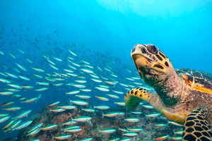 Les océans ne doivent pas devenir un 