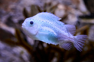 Les créatures les plus mignonnes des océans