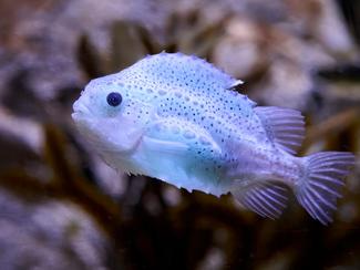 Les créatures les plus mignonnes des océans