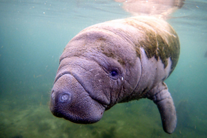 Une trentaine de pays s'engagent en faveur d'un 