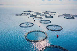 L'aquaculture s'envole, mais pas pour tous les poissons