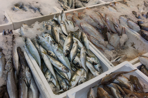 Que signifie vraiment le label MSC sur les étiquettes de poisson?