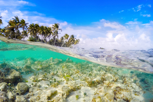 Guadeloupe: le combat incertain pour sauver les coraux