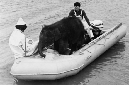 Un pachyderme a bord d'un modele gonflable... des bateaux ultra polyvalents ! Nautisme Article
