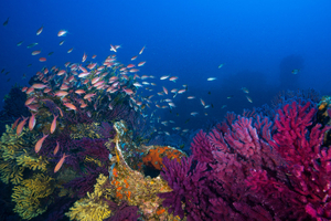 Amis marins, il est temps d’agir !