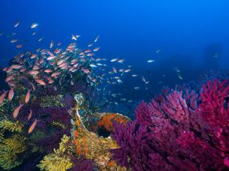 Amis marins, il est temps d’agir !