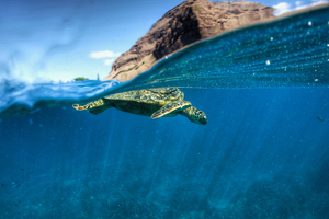 Un jumeau numérique de l'océan pour mieux comprendre ses enjeux