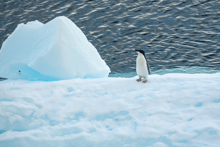 Manchot d'Adelie