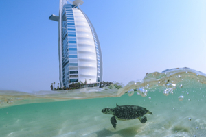 Jumeirah libère 72 tortues et renforce son engagement pour la protection des océans