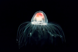 Les secrets des méduses