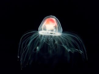 Les secrets des méduses