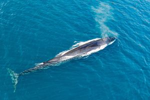 Les 5 plus grands animaux de la Méditerranée : les géants insoupçonnés de nos côtes