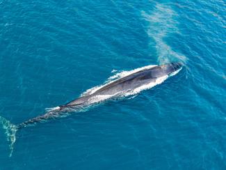 Les 5 plus grands animaux de la Méditerranée :...
