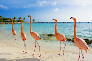 Nager au milieu des flamants roses