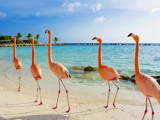 Nager au milieu des flamants roses