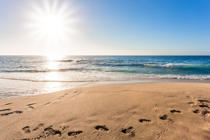 Canicule marine : les effets alarmants de la chaleur sur la vie sous-marine