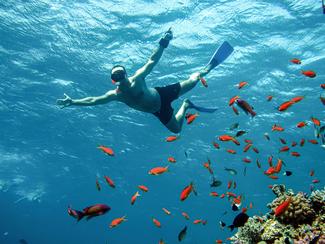Les meilleurs spots de plongée égyptiens