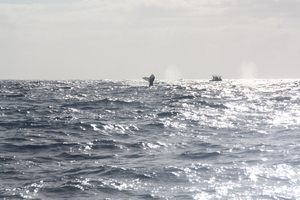 La Réunion encadre davantage l'observation des baleines pour préserver les cétacés