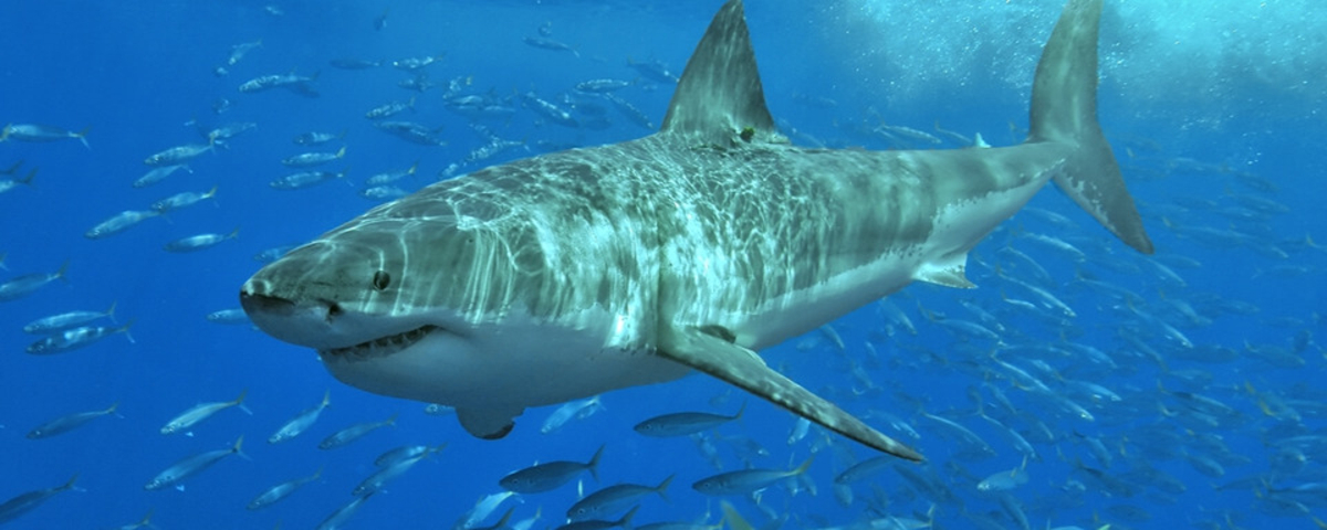 "Les Dents de la Mer" : comment un film alimente une phobie collective sur les requins