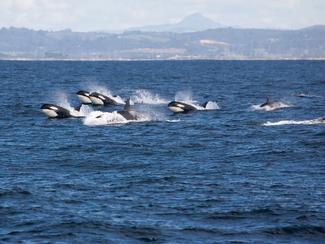 Orques : entre fascination et menaces