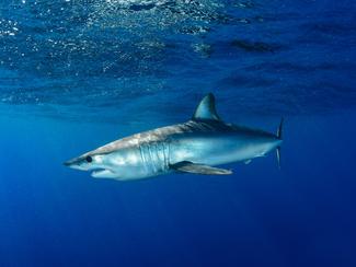 La pêche au requin : entre fantasmes, réalité...