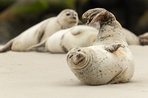 En Lituanie, une opération pour sauver les phoques menacés par la fonte de la banquise