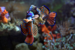 Les plus belles espèces marines à découvrir sous l’eau