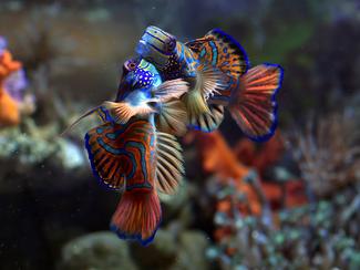 Les plus belles espèces marines à découvrir...