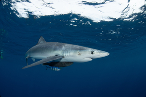Requins en Méditerranée et Atlantique : faut-il s’inquiéter de leur présence cet été ?