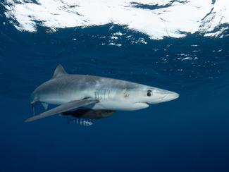 Requins en Méditerranée et Atlantique :...