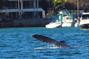 À Sydney, une baleine à bosse s’offre une virée spectaculaire au cœur du port