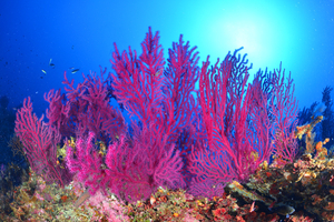 Cousteau, 25 ans après : lettre ouverte à la Méditerranée