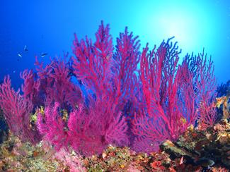 Cousteau, 25 ans après : lettre ouverte à la...