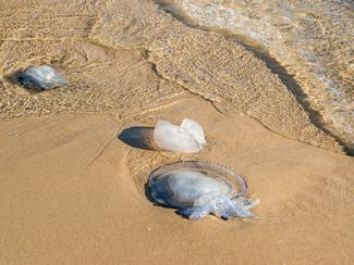 Retour des méduses dans le sud : les plages de...