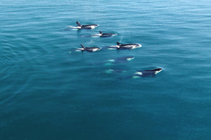 Kelping : le curieux rituel marin des orques et des baleines