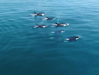 Kelping : le curieux rituel marin des orques...