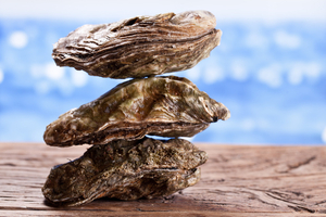 Biodiversité: l'huître plate réintroduite au large de la Belgique