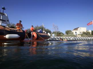 Des hippocampes dans le port de plaisance de...