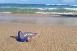 Invasion de physalies : ces méduses toxiques qui forcent la fermeture des plages françaises