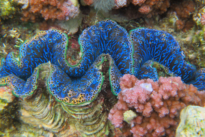 Des vers et des mollusques à 10.000 m sous les mers