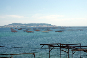 Les Estivales de Thau : chaque jeudi, un concentré de terroir en fête