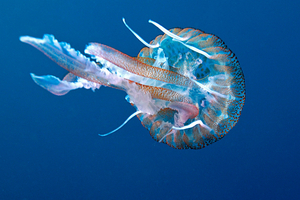 Méditerranée : piqûres, morsures et fantasmes, la mer Méditerranée est-elle vraiment dangereuse ?