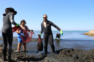 Face à une algue brune invasive, l'Algérie nettoie ses plages