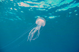 Méduses en France : quelles espèces croise-t-on sur nos côtes