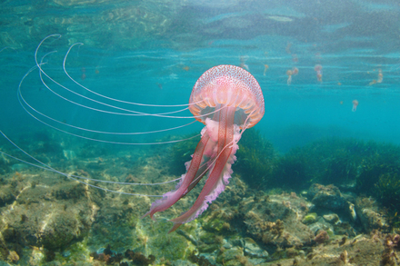 Nautisme Article