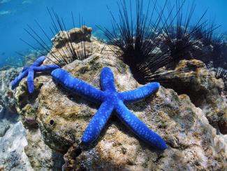 Ces 7 créatures marines n’ont pas de cerveau…...