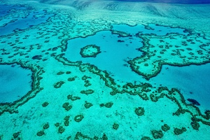 La Grande Barrière de corail victime d'un record de blanchissement