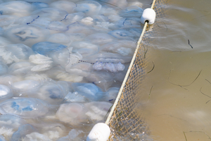 Invasion de méduses : quatre réacteurs stoppés à la centrale de Gravelines