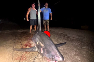 Un requin géant capturé au large du Connecticut : un record historique en vue