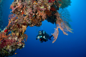 Seychelles : une alliance inédite pour régénérer les récifs coralliens grâce à la technologie